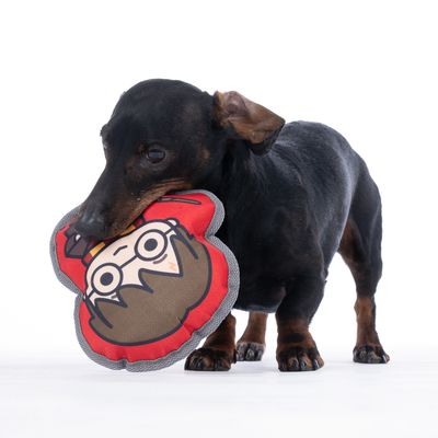 Petit chien noir tenant un jouet en tissu rouge avec un dessin de visage stylisé dans la gueule. Le jouet semble rembourré et bordé de gris.