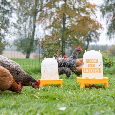 Dwa żółte poidła dla kur z napisami 'I love my ladies' i motywem koguta, otoczone wolno biegającymi kurami na łące.