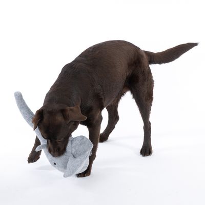 Câine maro se joacă cu o jucărie de pluș gri în formă de elefant.