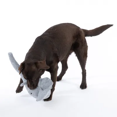 Chien marron tenant un jouet en forme d’éléphant gris dans sa gueule, sur fond blanc. Jouet en tissu visible.