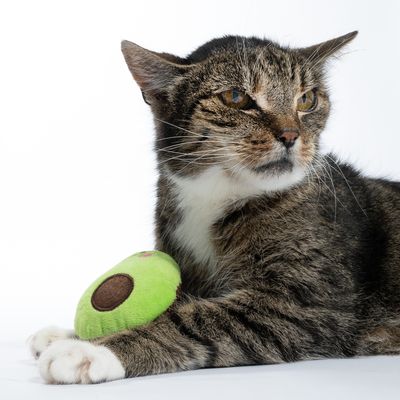 Getijgerde kat met groen pluchen speelgoed in de vorm van een avocado onder de poot.