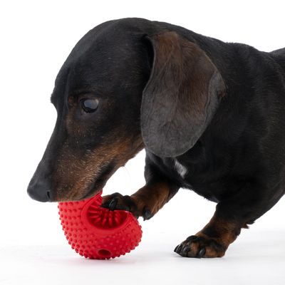 Jamnik bawi się czerwonym, gumowym zabawką dla psa o strukturze. Zabawka ma wypustki i zakrzywiony kształt.