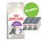 Pack bi-nutrition : croquettes + sachets Royal Canin Maine Coon Adult (4 kg) + sachets Hairball Care en sauce