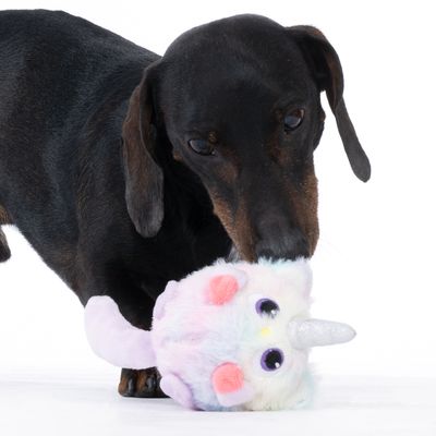 Hond speelt met een pluchen eenhoornspeeltje. Speeltje heeft felle kleuren, grote ogen en een glinsterende hoorn.