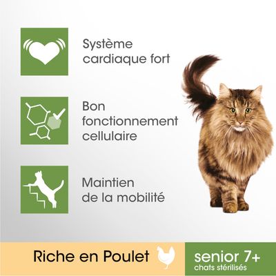 Système cardiaque fort, bon fonctionnement cellulaire, maintien de la mobilité. Riche en Poulet. senior 7+ chats stérilisés. Chat à poils longs visible à droite.