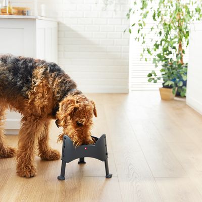 Cane che mangia da un supporto rialzato per ciotole dal design nero, adatto per un'alimentazione ergonomica.