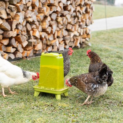 Green feeder for chickens, filled with grain feed. Four chickens eating from the feeder on grass in front of a woodpile.