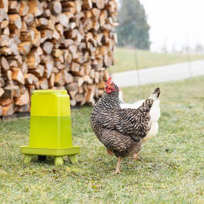 Green plastic chicken drinker standing on grass next to two chickens. Stacked wood and a fence visible in the background.