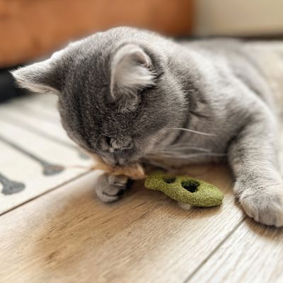 Szary kot bawi się zieloną zabawką w kształcie groszku na drewnianej podłodze.
