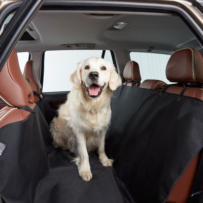 Hund sitzt auf einer schwarzen Autoschondecke, die den Rücksitz eines Autos schützt.