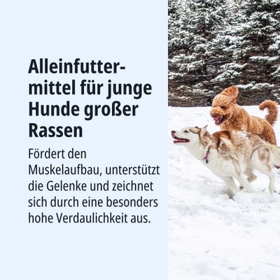 Alleinfuttermittel für junge Hunde großer Rassen. Fördert Muskelaufbau, unterstützt Gelenke und zeichnet sich durch hohe Verdaulichkeit aus.