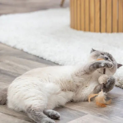 Trixie Jouet sur ressort Matatabi