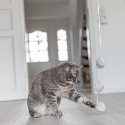 Trixie  игровая удочка для кошек, шарики с кошачьей мятой