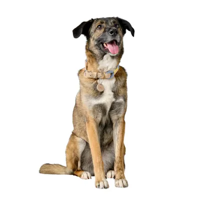 HUNTER Malia, zgardă pentru câini, culoare albastru/natur