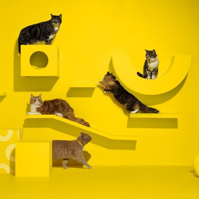 Several cats are using yellow climbing and lounging surfaces on a wall, which offer various shapes and levels.