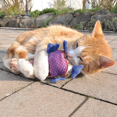 Gatto rosso gioca con un gioco di stoffa viola con dettagli blu su una superficie pavimentata.