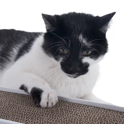 Gato blanco y negro tumbado sobre una alfombrilla rascadora de cartón ondulado.