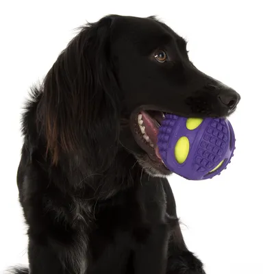 Schwarzer Hund hält einen lila Spielball mit gelben Akzenten im Maul. Ball hat strukturierte Oberfläche.