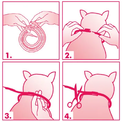 Istruzioni illustrate in 4 passaggi per applicare e tagliare un collare su un gatto: srotolare, posizionare, regolare attorno al collo e tagliare l’eccesso con le forbici.
