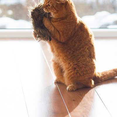 Oranssi kissa leikkii ruskealla karvaisella lelulla sisätiloissa puulattialla. Lelun yksityiskohdat eivät ole täysin näkyvissä.