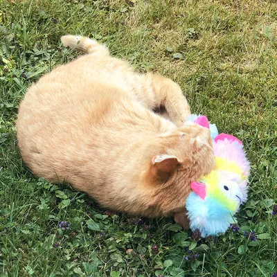 Rote Katze spielt auf einer Wiese mit einem bunten Plüschspielzeug in Regenbogenfarben.