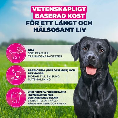 Eukanuba Premium Nutrition Junior Large & Giant Breed Chicken - 15 kg