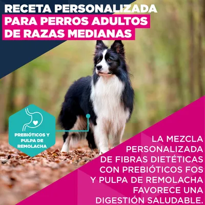 Eukanuba Premium Nutrition Adult Medium Breed pollo - 15 kg