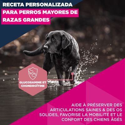 Eukanuba Premium Nutrition Senior Large et Giant Breed au poulet - 15 kg