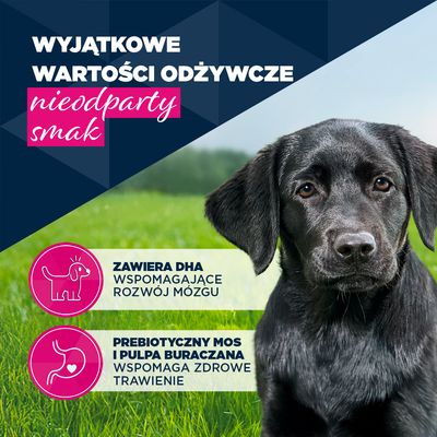 Eukanuba Puppy, pstrąg z batatami