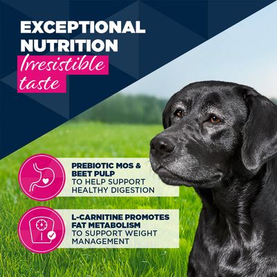 Eukanuba Senior Rich in Lamb with Potatoes - dog wet food