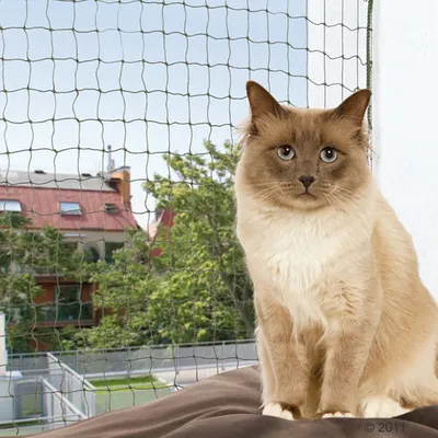 Safety net installed on a balcony window, shown with a pet sitting indoors to demonstrate secure barrier for preventing falls.