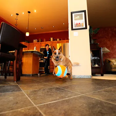 Chien tenant une grande balle orange et bleue dans la gueule, debout sur un sol carrelé dans une cuisine moderne avec meubles en bois.