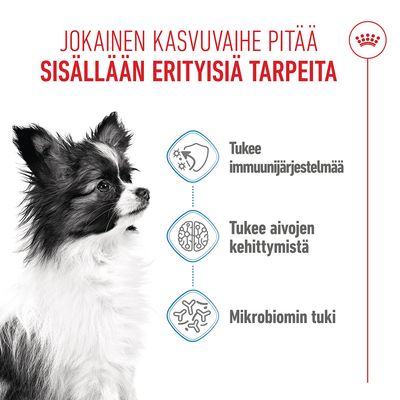 Grafiikka, jossa on koira ja kolme symbolia: immuunijärjestelmän tukeminen, aivojen kehityksen edistäminen, mikrobiomin tukeminen. Teksti suomeksi.