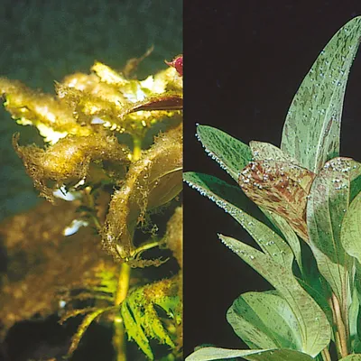 To billeder af akvarieplanter med synlige alger og pletter på bladene, venstre side med brune belægninger, højre side med grønne blade og mørke pletter.