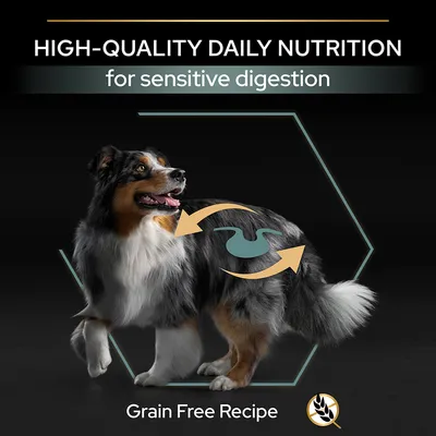 Texte en anglais : High-quality daily nutrition for sensitive digestion, Grain Free Recipe. Illustration d’un chien avec symbole de digestion et icône sans céréales.
