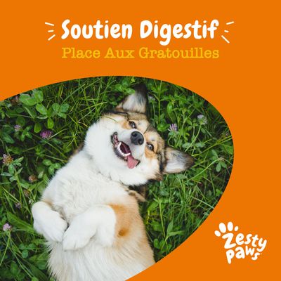 Soutien Digestif, Place Aux Gratouilles, Zesty Paws – texte promotionnel en haut d’une image de chien couché sur le dos dans l’herbe. Texte en français belge.
