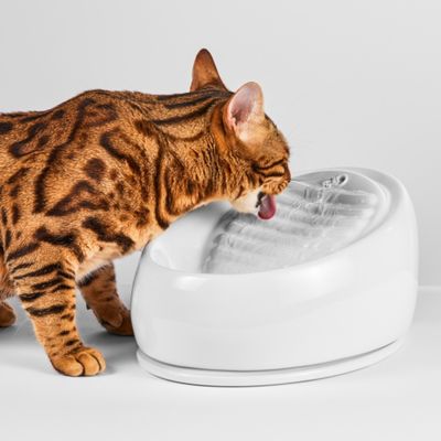 Lucky Kitty fuente bebedero