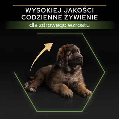 Wysokiej jakości codzienne żywienie dla zdrowego wzrostu – tekst na tle zdjęcia szczeniaka leżącego w zielonym sześciokącie z żółtą strzałką skierowaną w górę.