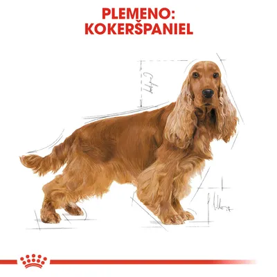 Ilustrácia psa s nápisom: Plemeno: Kokeršpaniel. Viditeľné náčrty proporcií tela.
