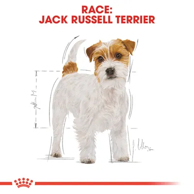 Illustration af Jack Russell Terrier med teksten 'RACE: JACK RUSSELL TERRIER' øverst. Hundens proportioner er markeret med målelinjer.
