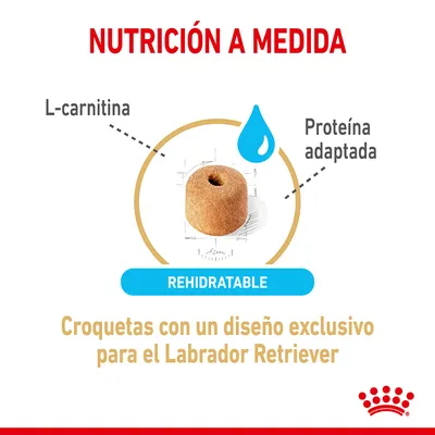 NUTRICIÓN A MEDIDA. L-carnitina, proteína adaptada, croqueta rehidratable. Croquetas con un diseño exclusivo para el Labrador Retriever.