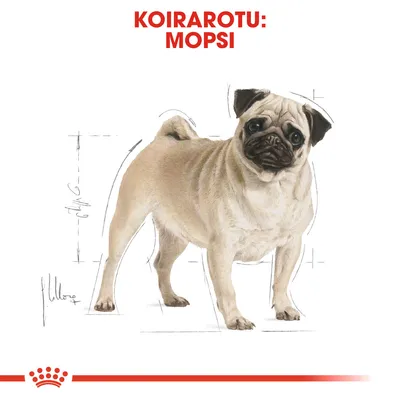 Koirarotu: mopsi. Kuvassa piirros mopsista, taustalla mittaviivoja ja luonnosmaisia viivoja. Ylhäällä punainen teksti: KOIRAROTU: MOPSI.