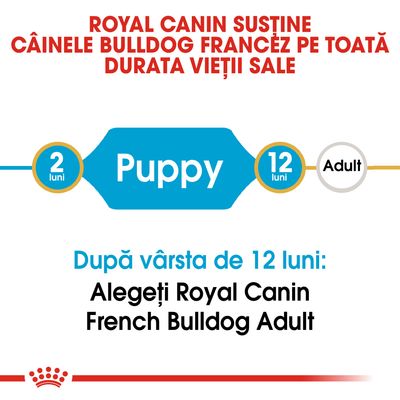 ROYAL CANIN susține câinele Bulldog Francez pe toată durata vieții sale. Puppy 2–12 luni. După vârsta de 12 luni: Alegeți Royal Canin French Bulldog Adult.