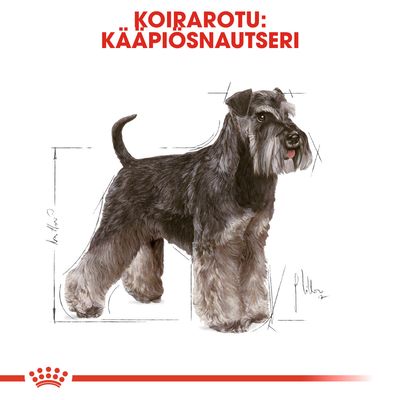Koirarotu: kääpiösnautseri. Piirros musta-harmaasta kääpiösnautserista, taustalla mittaviivoja. Alareunassa punainen Royal Canin -koristeraita.