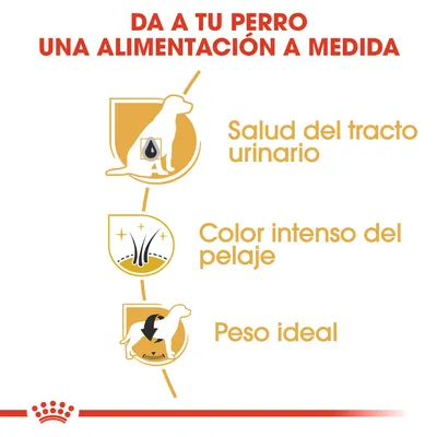 Texto: Da a tu perro una alimentación a medida. Salud del tracto urinario, color intenso del pelaje, peso ideal. Incluye iconos de perro y símbolos relacionados.