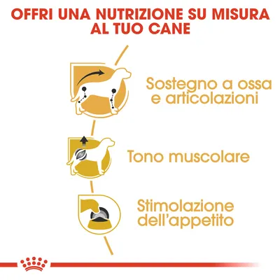 Offri una nutrizione su misura al tuo cane: sostegno a ossa e articolazioni, tono muscolare, stimolazione dell’appetito.