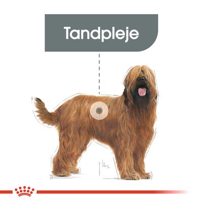 Illustration af hund med teksten 'Tandpleje' i felt over hunden. Fokus på tandpleje som tema, ingen yderligere produktinformation synlig.