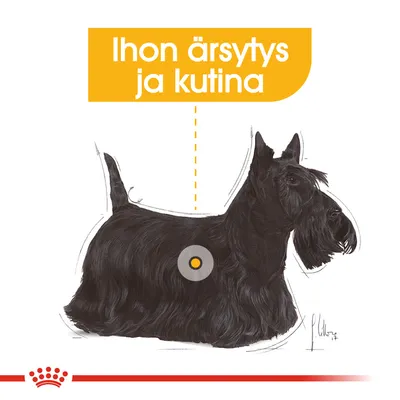 Skotlanninterrierin kuva, jossa teksti: Ihon ärsytys ja kutina. Koiran kyljessä korostettu kohta iholla.