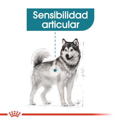 Ilustración de perro con texto 'Sensibilidad articular' y marca circular en la articulación trasera, destacando información sobre salud articular para perros.