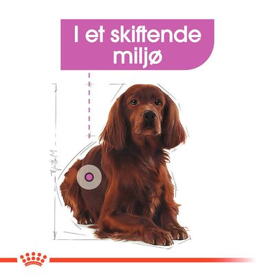 Illustration af brun hund med tekst: I et skiftende miljø. Grafiske linjer og cirkel markerer dele af hundens krop. Nederst rød krone og streg.